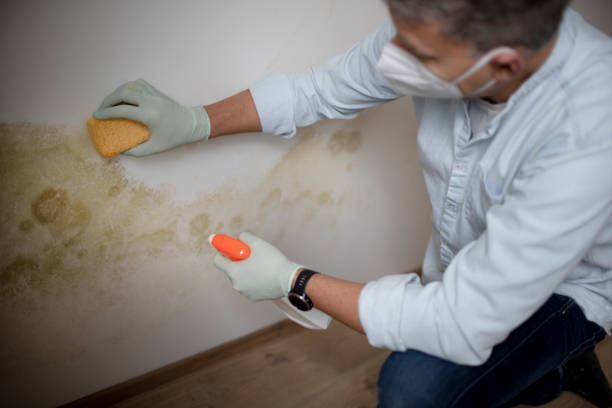 Best Certified Mold Removal  in Maryland City, MD