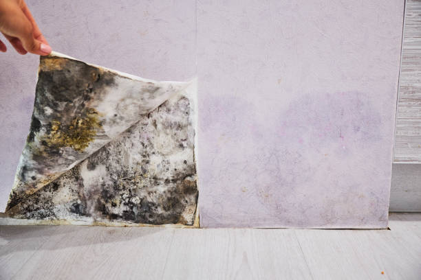 Professional Mold Removal in Maryland City, MD
